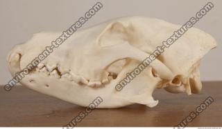 photo reference of skull 0025